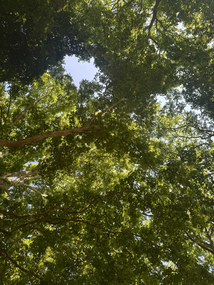 Baum