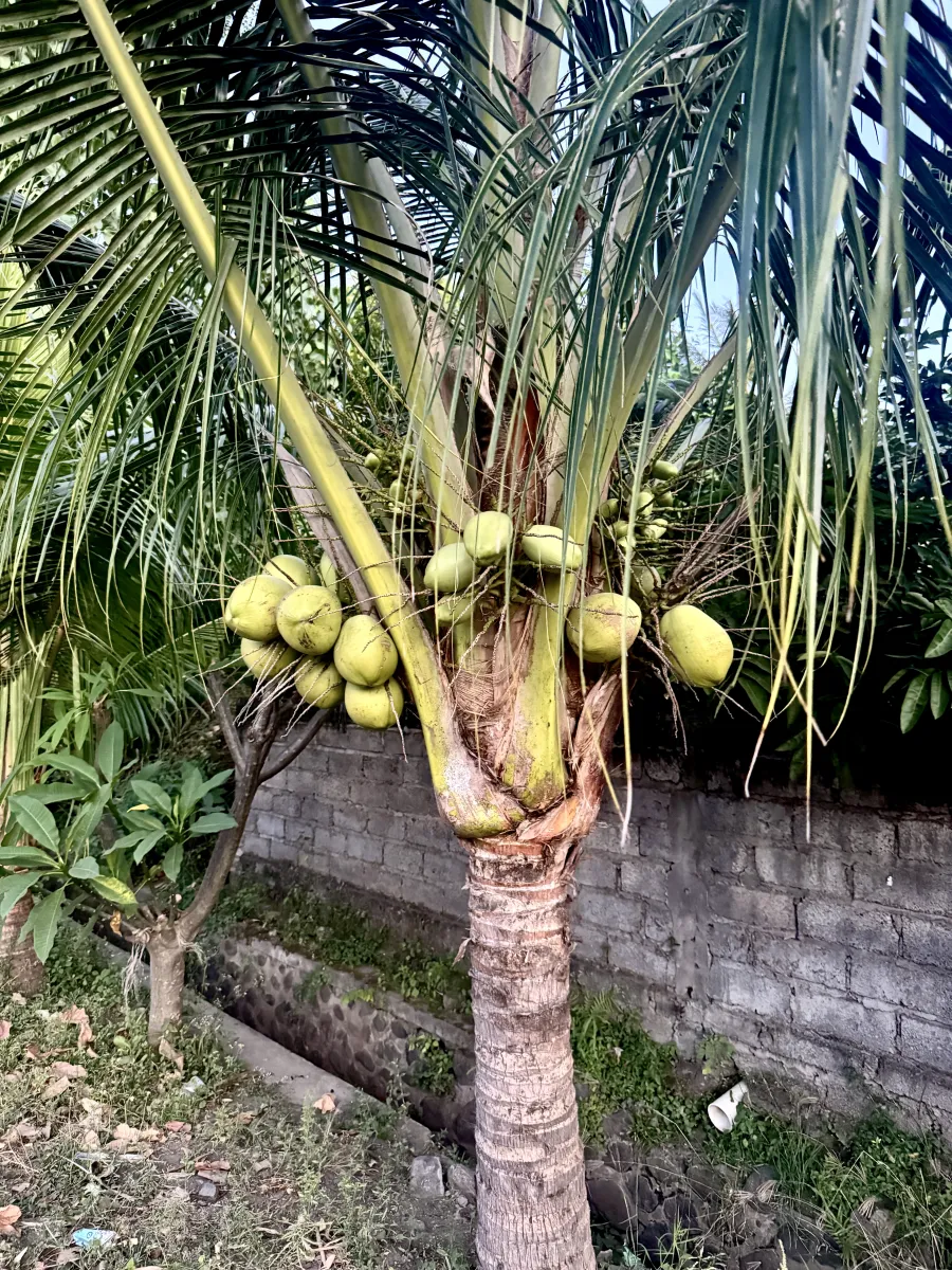 Coconut