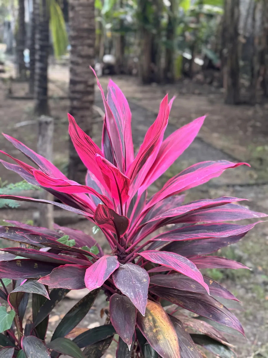 Planta 1