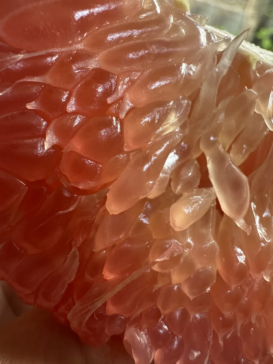 Pomelo