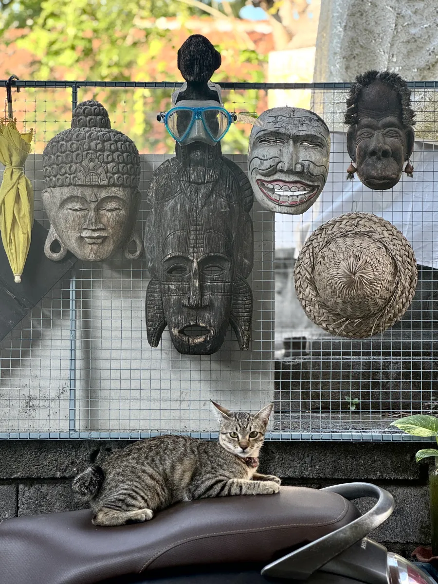 Katze