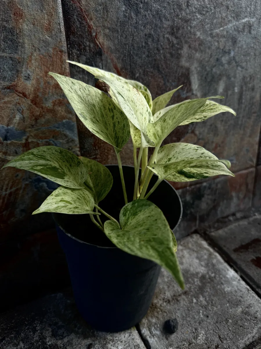 Planta 