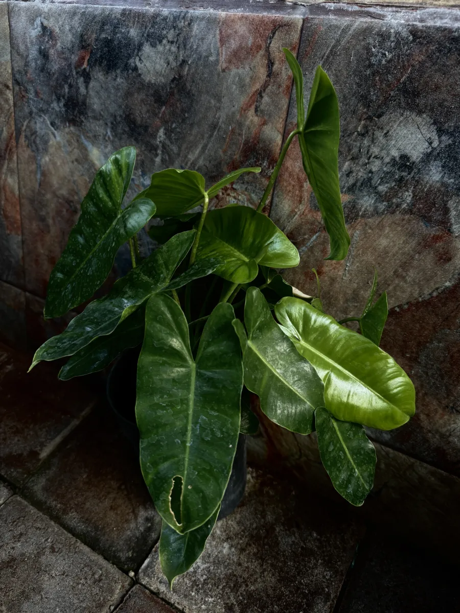 Planta 2