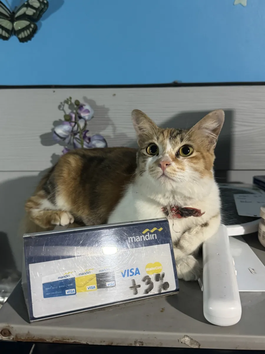 Katze 2