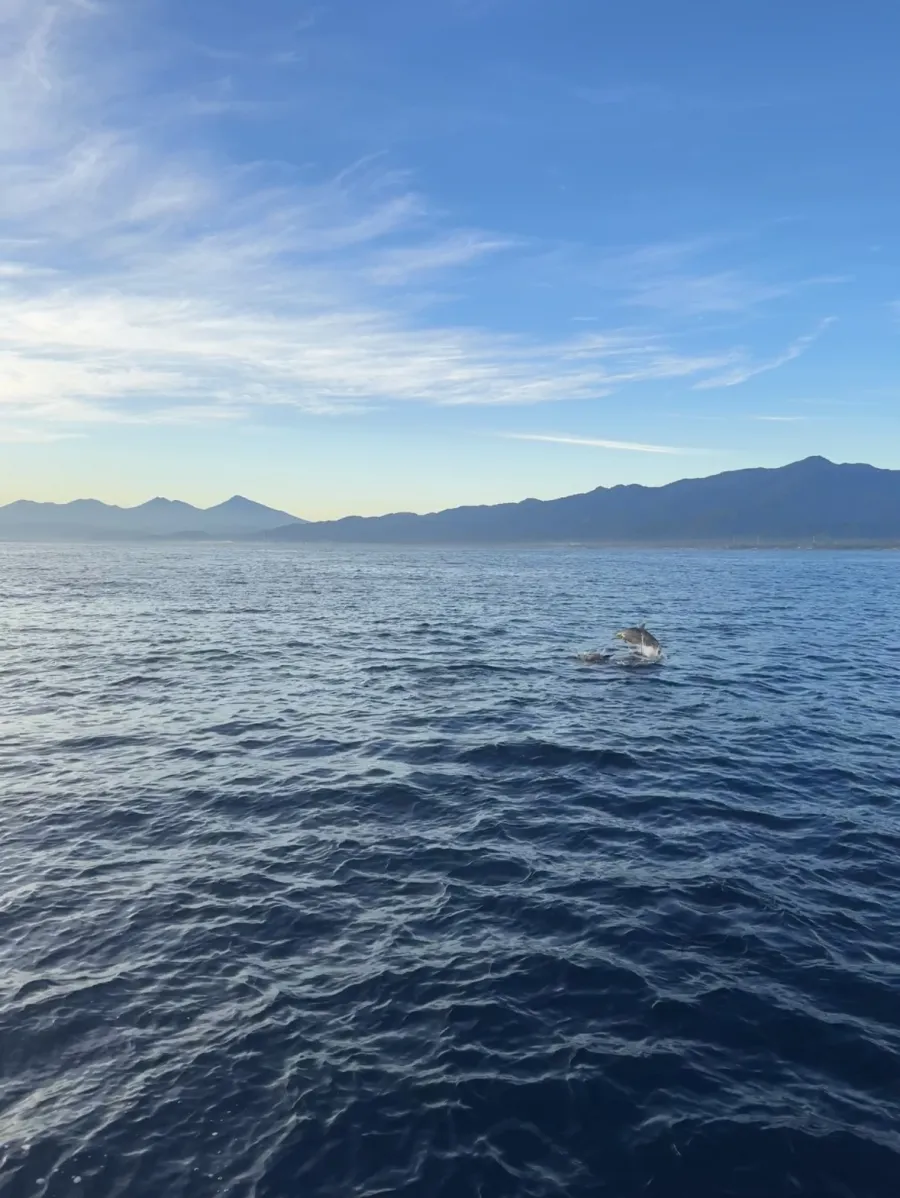 Delfin 2