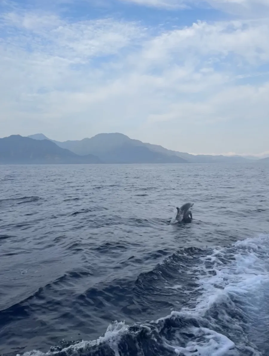 Delfin 1