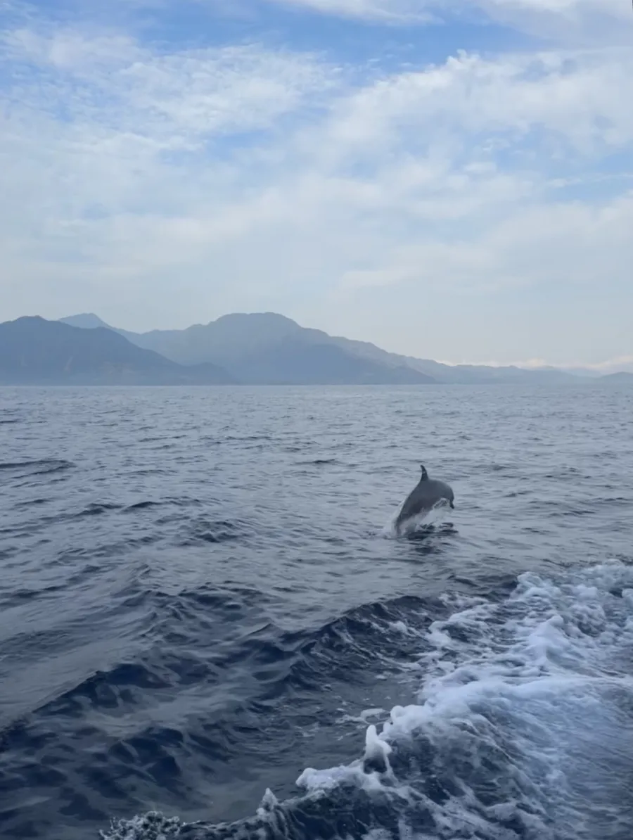 Delfin 2