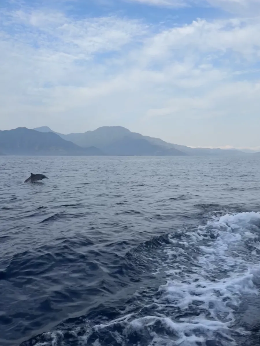 Delfin 3