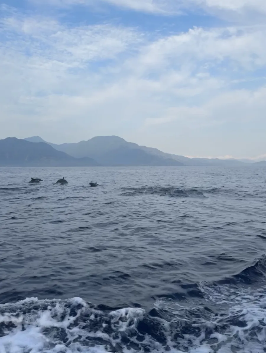 Delfin 4