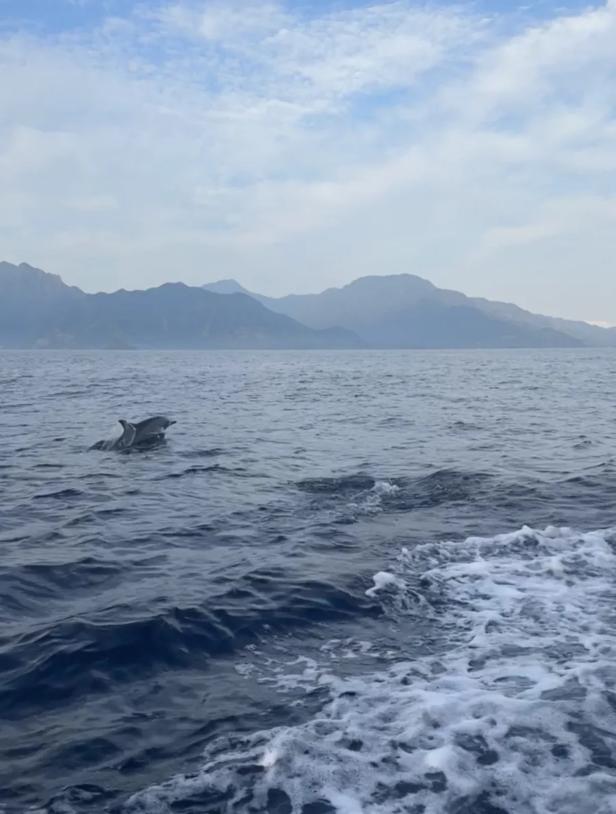 Delfin 5